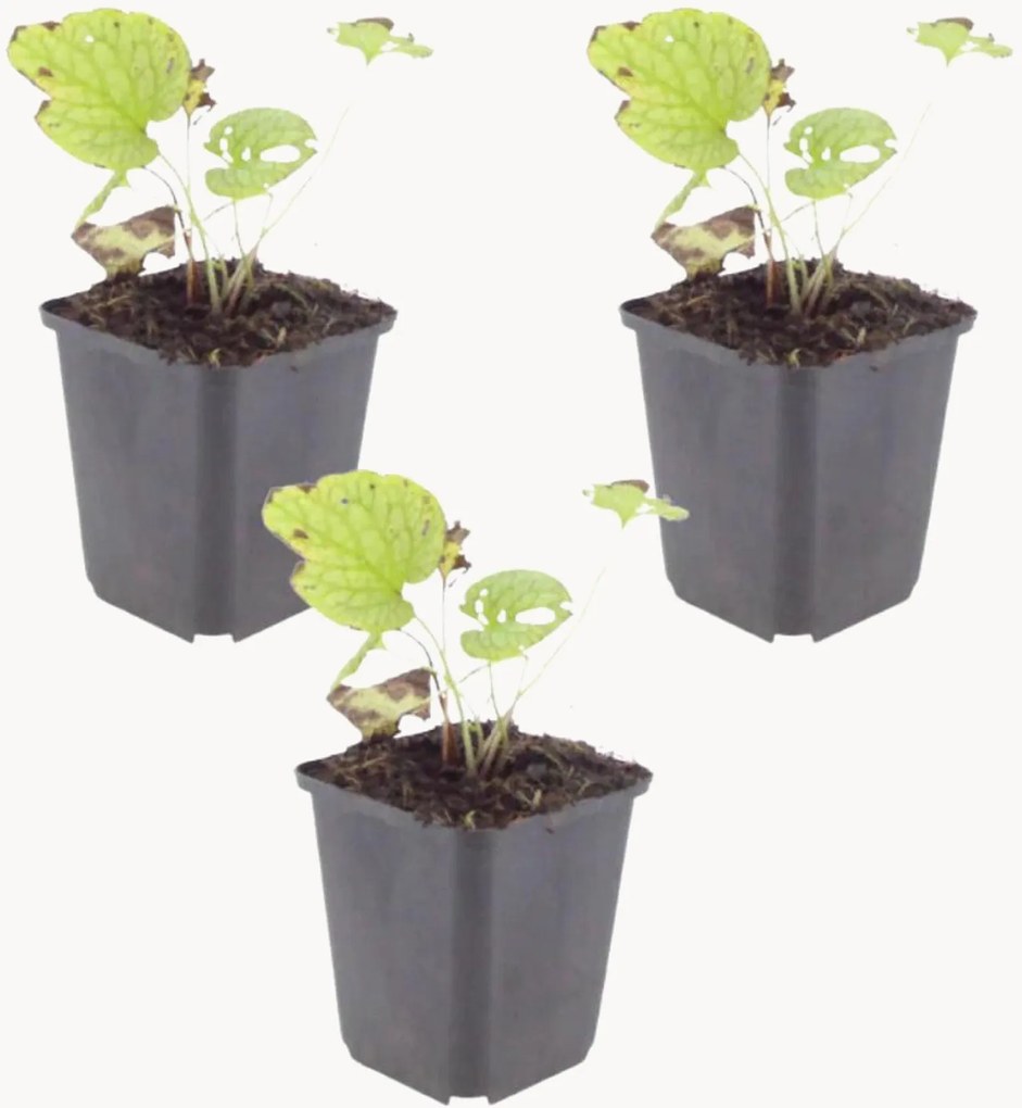 Planten Caucasian Forget-Me-Not Brunnera macrophylla Jack Frost, 3-delig