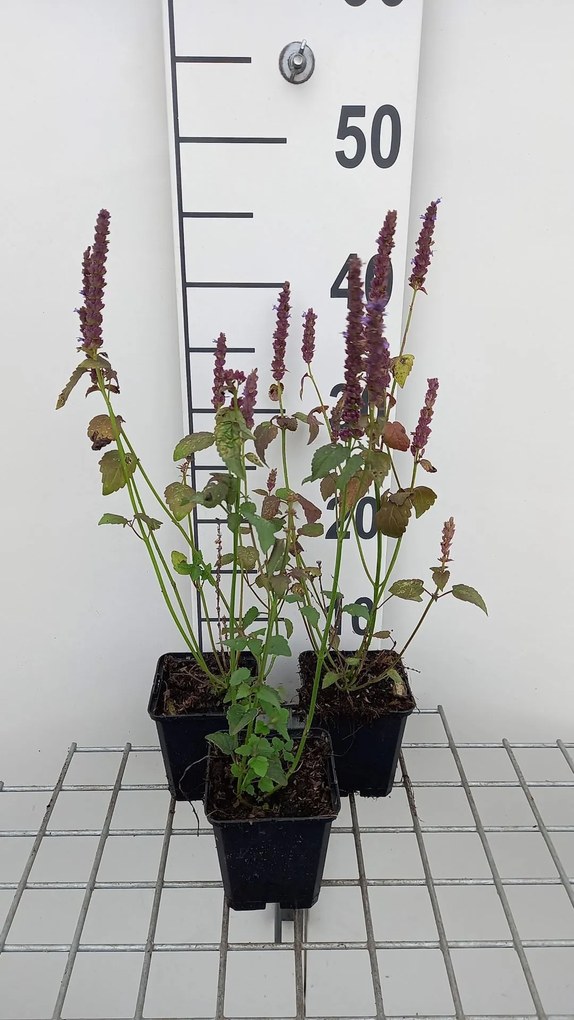 Agastache rugosa 'Little Adder' - pot 9x9 cm