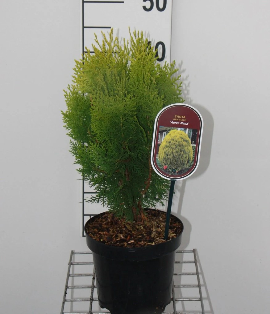 Thuja occidentalis 'Aurea Nana' - pot - 25-30 cm