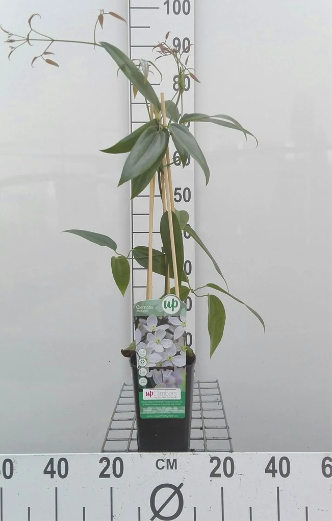 Clematis armandii - pot - 50-60 cm -