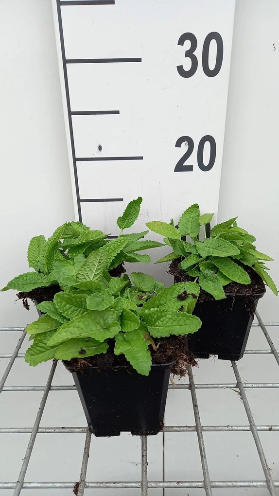 Stachys monieri 'Hummelo' - pot 9x9 cm -