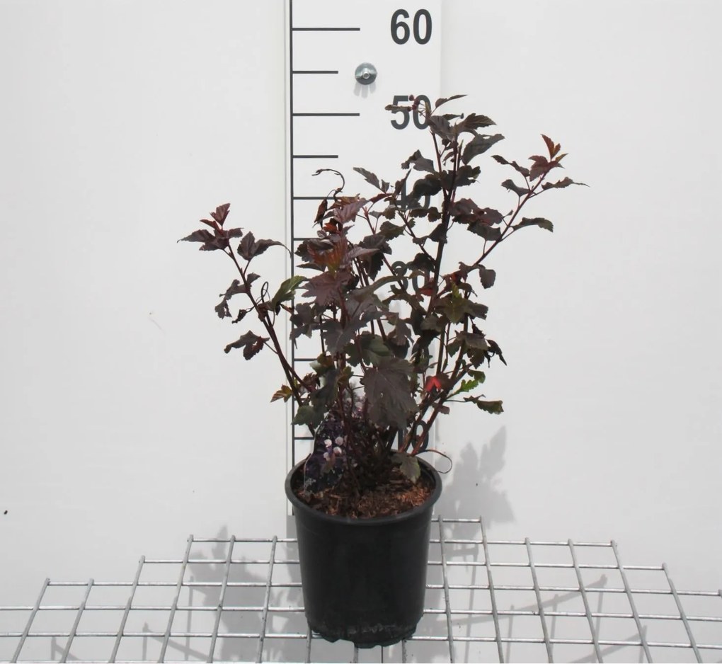 Physocarpus opulifolius 'Diabolo' - pot - 30-40 cm -