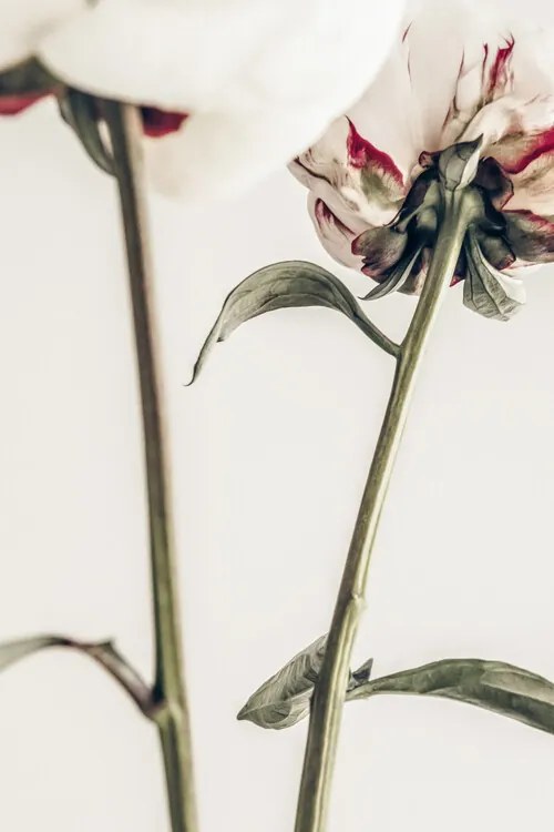 Foto Peony 01, Studio Collection