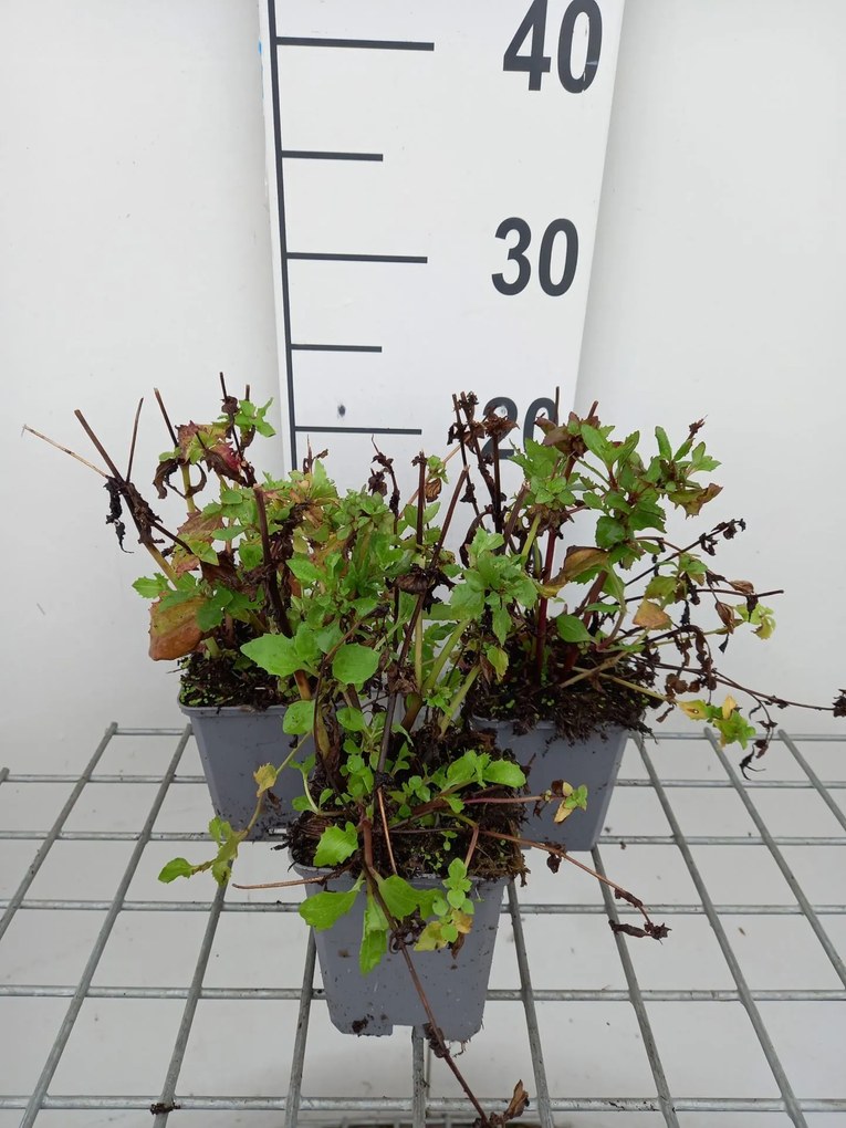 Mimulus cupreus 'Roter Kaiser' - pot 9x9 cm