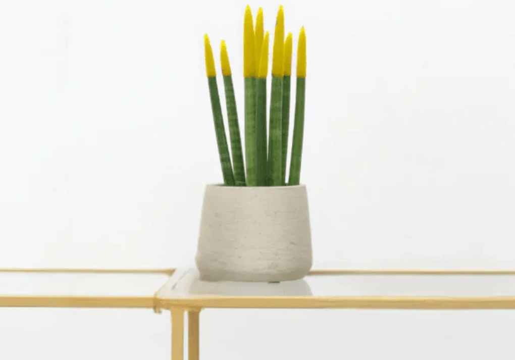 Sansevieria Cylindrica Velvet Touchz geel - 25cm