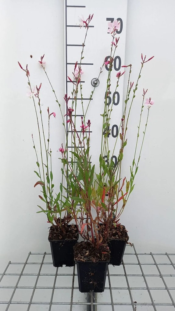 Gaura lindh. 'Flamingo Pink' (= oenothera lindh.) - pot 9x9 cm