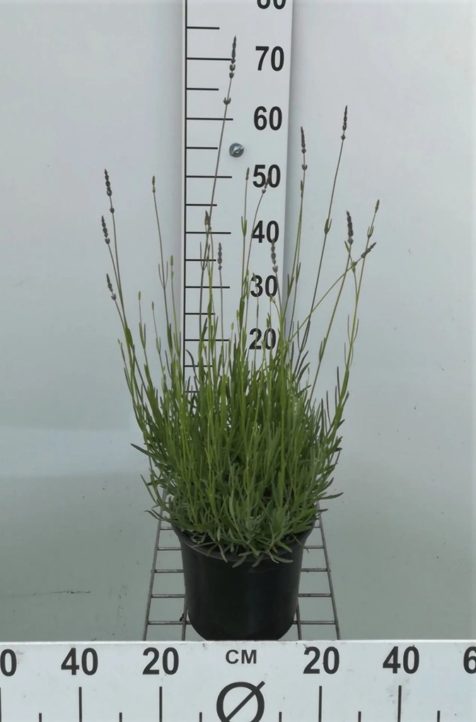 Lavandula x intermedia 'Dutch' - pot 3L (Lavendel) -