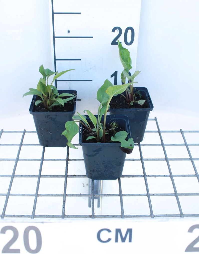 Echinacea purpurea 'Rubinstern' - pot 9x9 cm