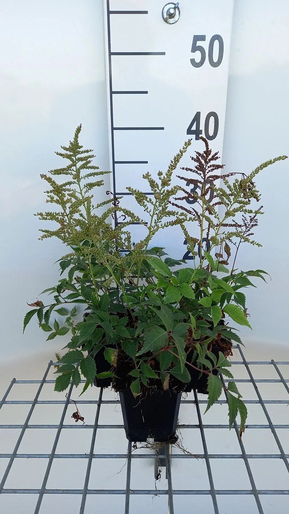 Astilbe 'Gladstone' - pot 9x9 cm