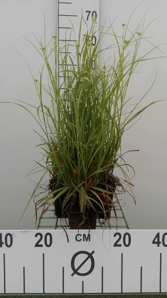 Luzula nivea - pot 9x9 cm -