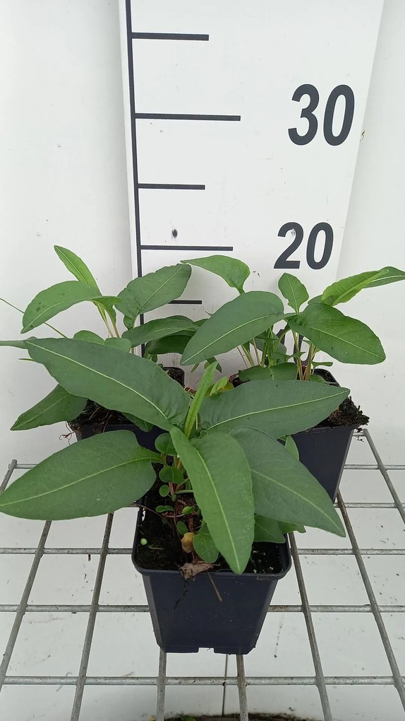 Persicaria bistorta - Adderwortel - pot 9x9 cm -
