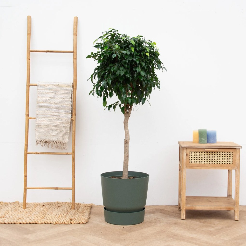 Ficus Benjamina Danielle - 150cm