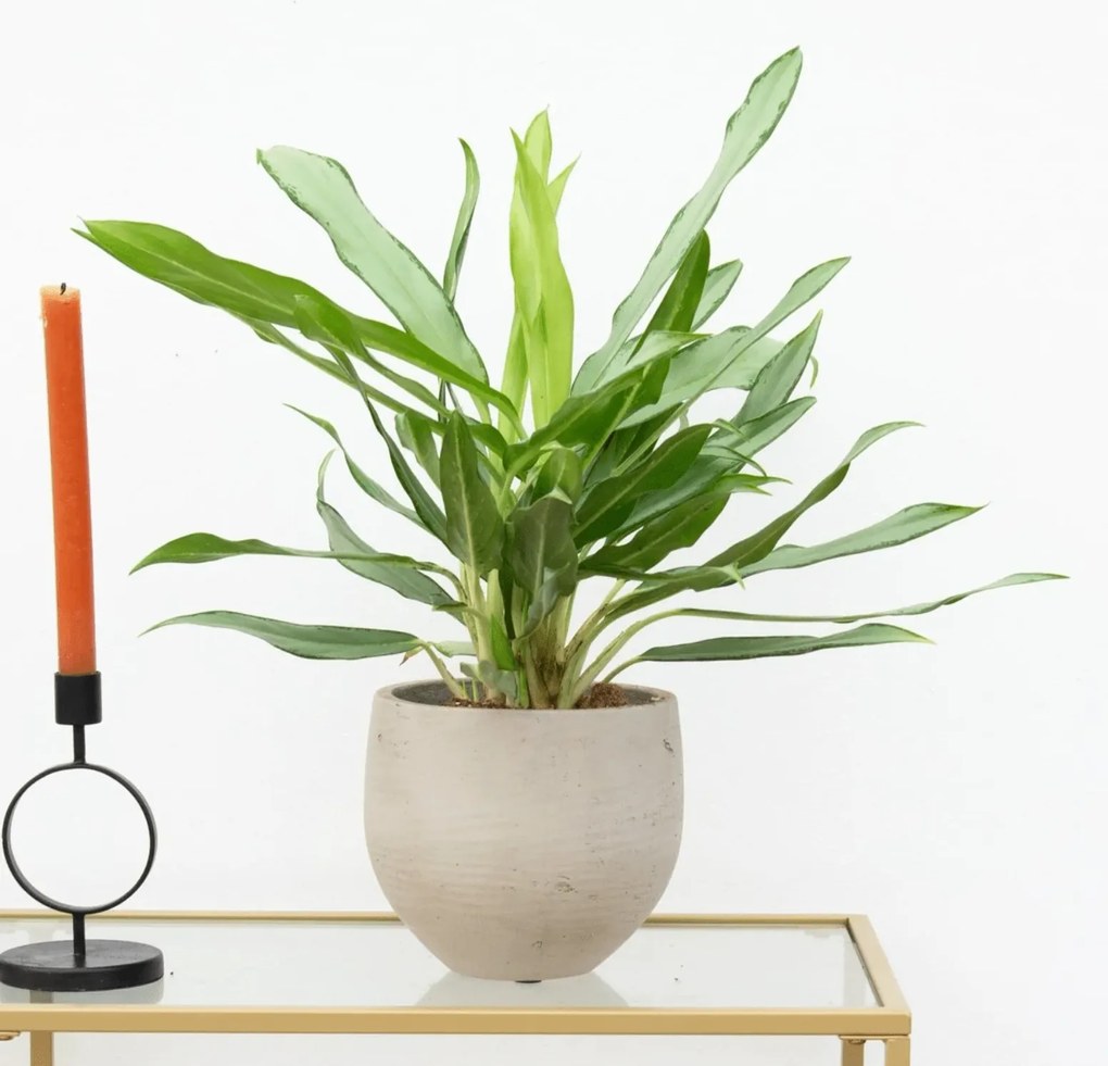Aglaonema White Lance - 40 cm