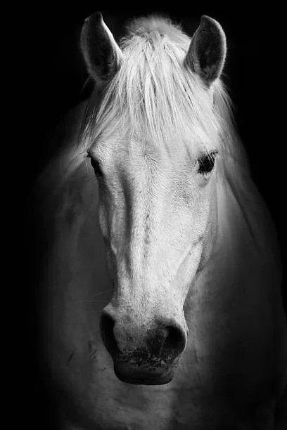 Foto Portrait of a white horse., kasto80