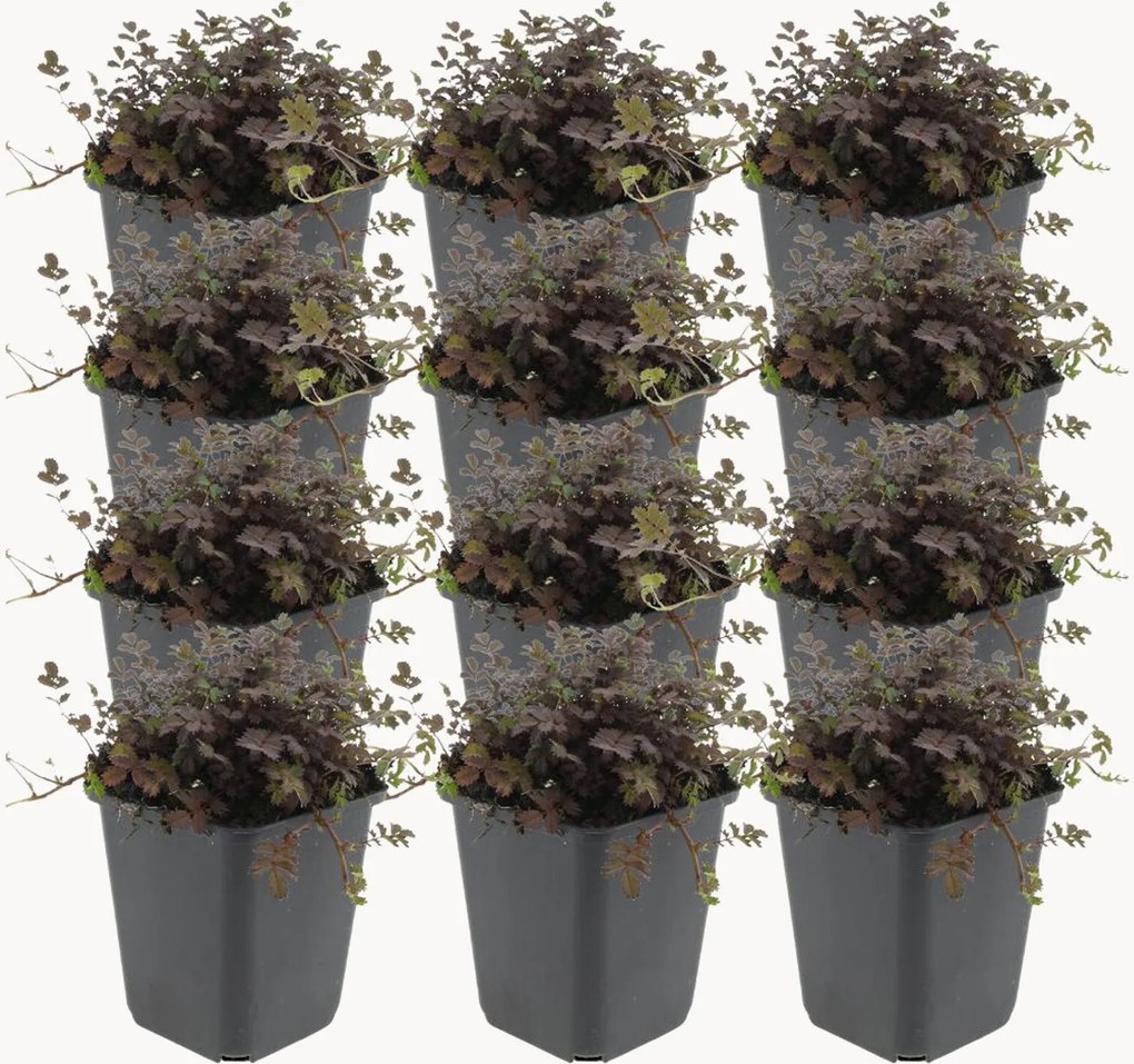 Planten New Zealand-burr Acaena microphylla Copper Carpet, 12-delig