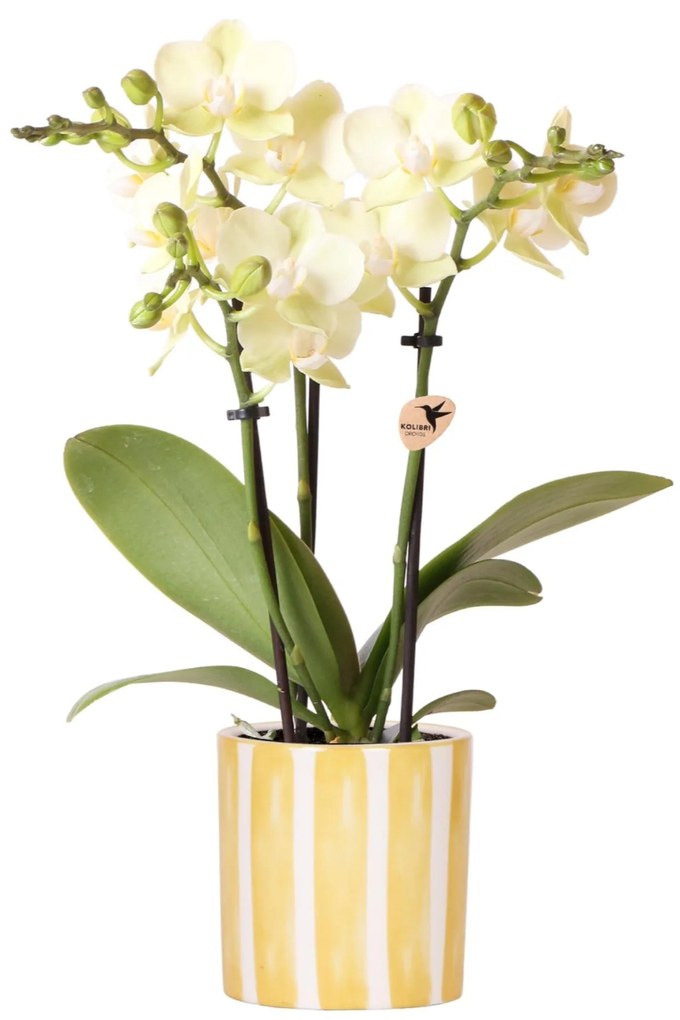 Orchidee (Phalaenopsis) inclusief pot 'Painted Stripe'