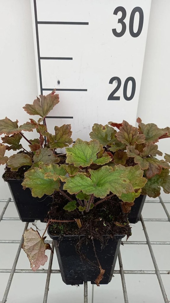 Tellima grandiflora 'Rubra' - pot 9x9 cm