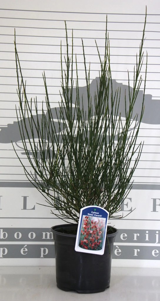 Cytisus 'Roter Favorit' - pot - 40-60 cm -