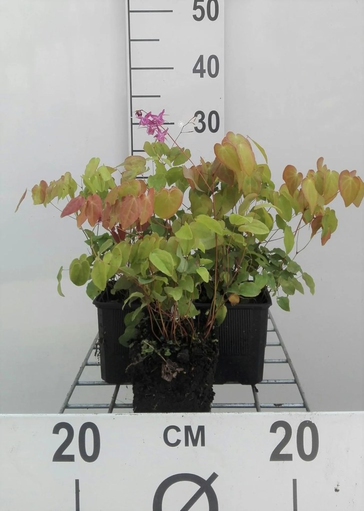 Epimedium grandiflorum 'Lilafee' - pot 9x9 cm -