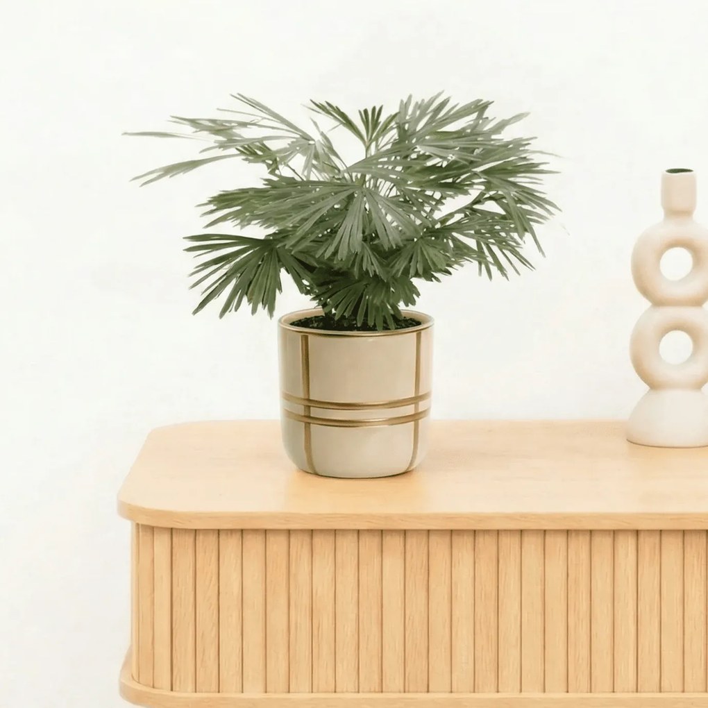 Bambino Actiniopteris Australis - 10cm