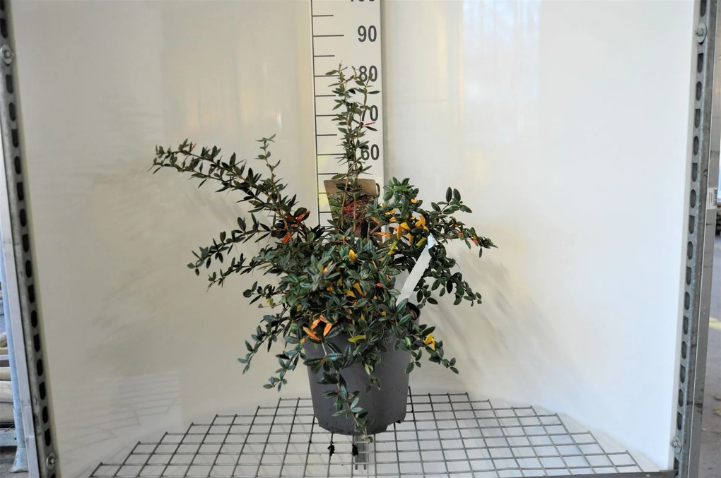 Berberis julianae - pot 12L - 60-80 cm