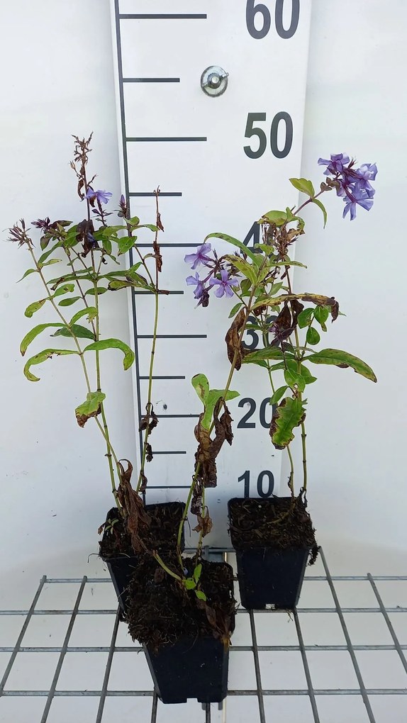 Phlox 'Blue Paradise' - pot 9x9 cm -