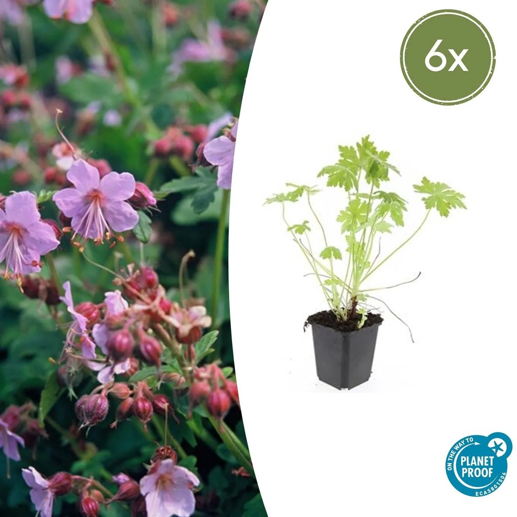 Geranium Macrorrhizum - 20cm
