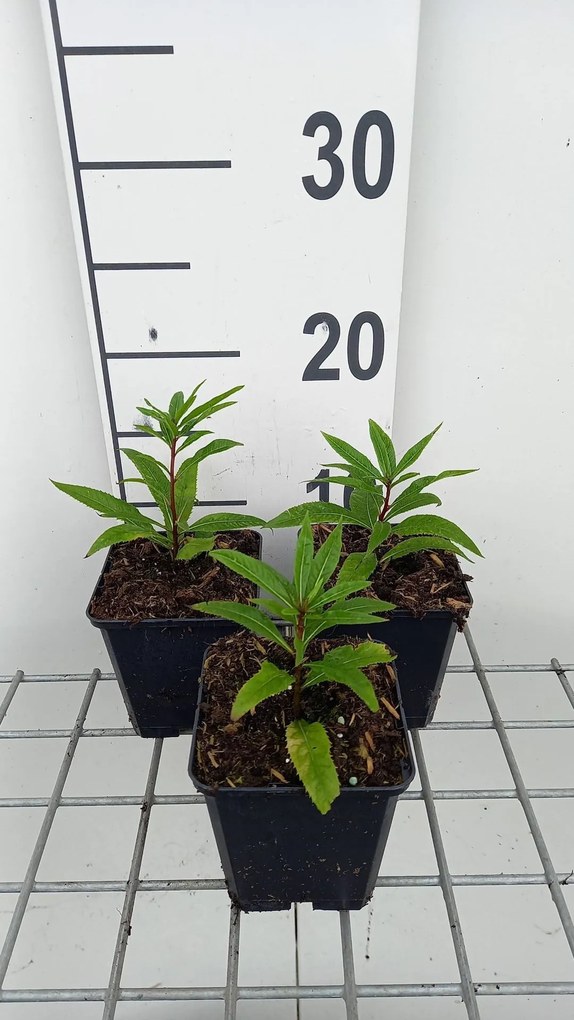 Vernonia crinita 'Mammuth' - pot 9x9 cm -