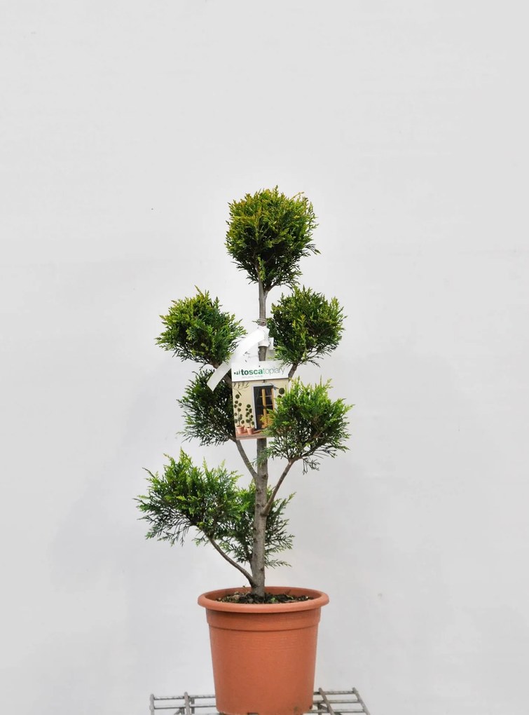 x Cupressocyparis leylandii 'Gold Rider' - pot 9L - pompon