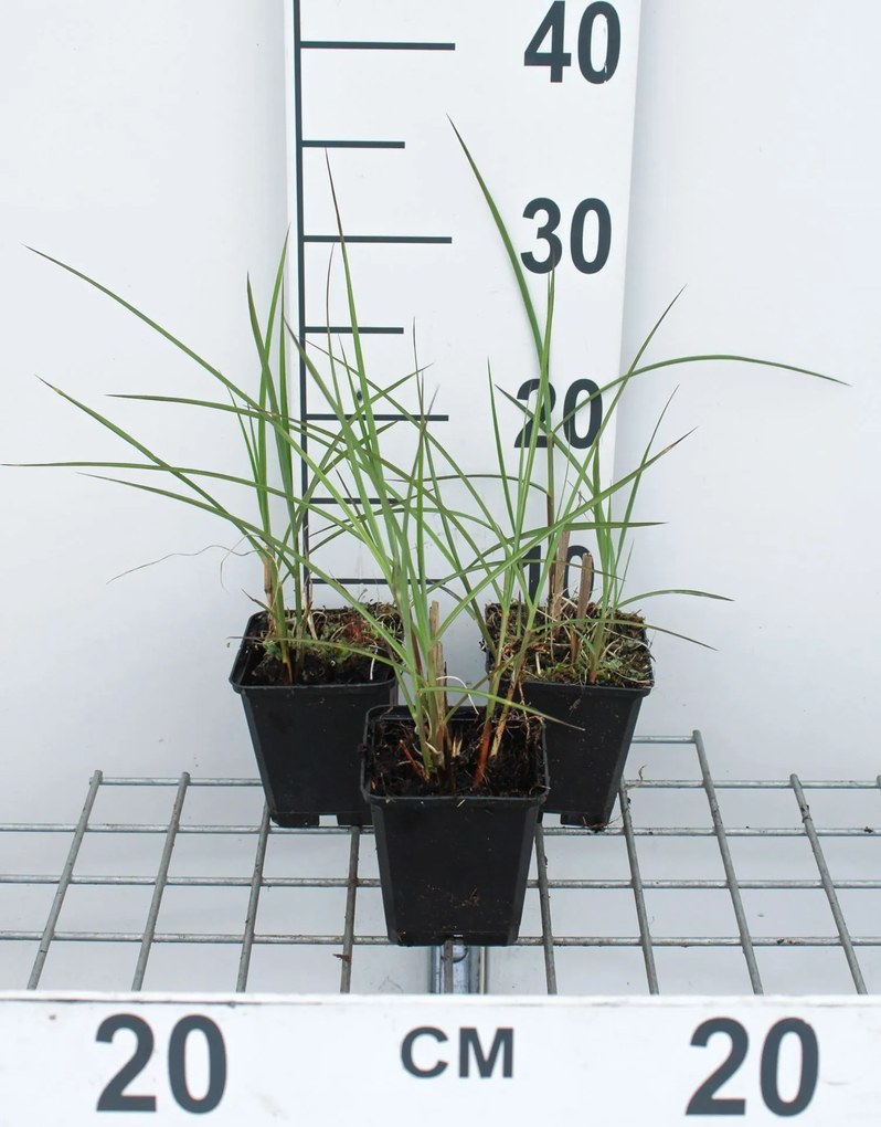 Miscanthus sinensis 'Flamingo' - pot 9x9 cm -