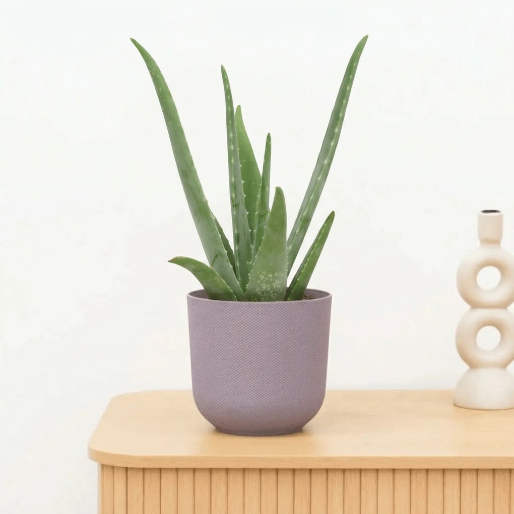 Aloe Vera - 40 cm