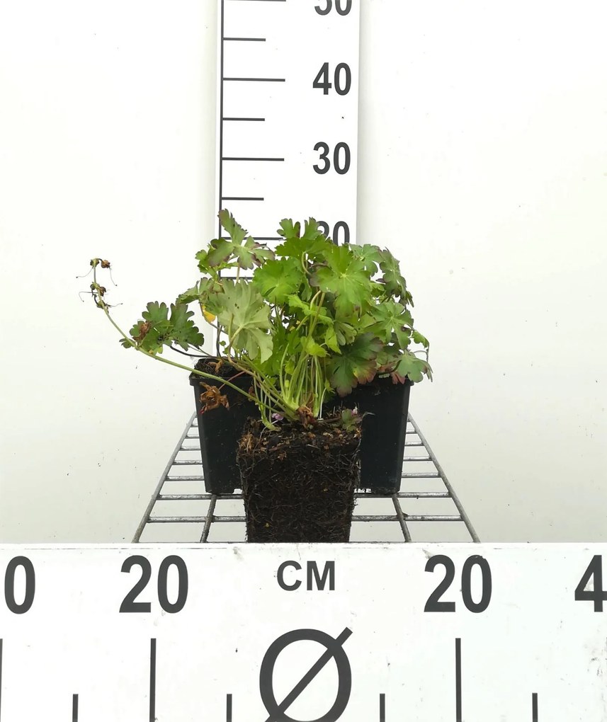 Geranium x cantabrigiense 'Biokovo' - pot 9x9 cm -
