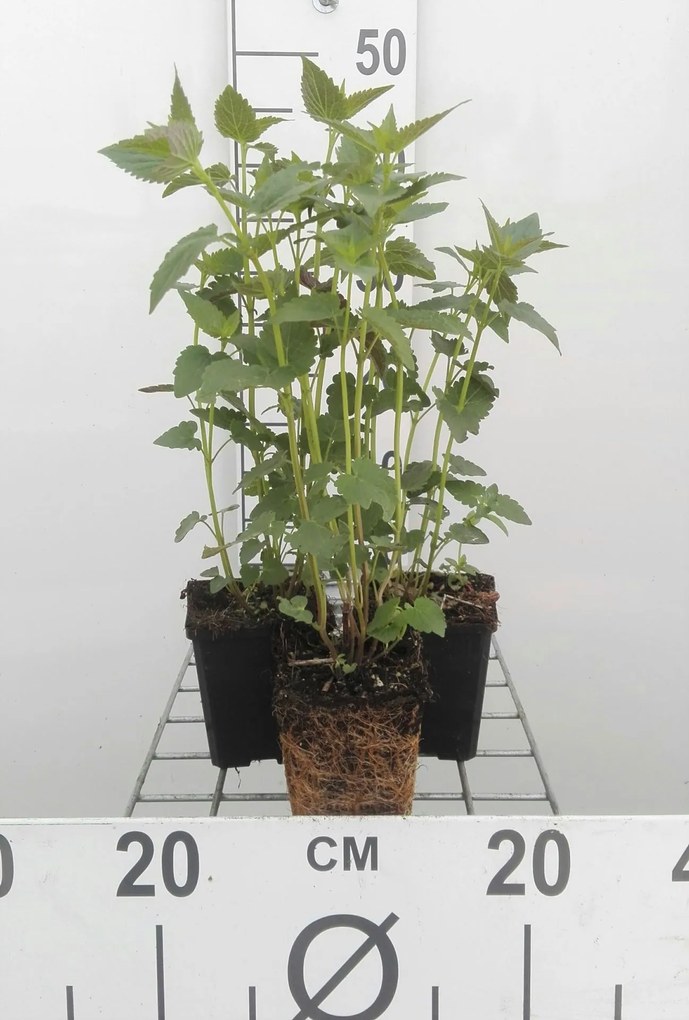 Agastache 'Black Adder' - pot 9x9 cm (Dropplant 'Paarsbloeiend - Black Adder' (syn.)) -