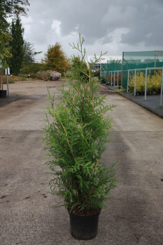 Thuja occidentalis 'Brabant' - pot - 80-100 cm