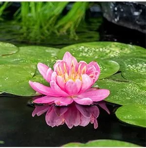 Nymphaea 'Mayla' - pot 11x11 cm