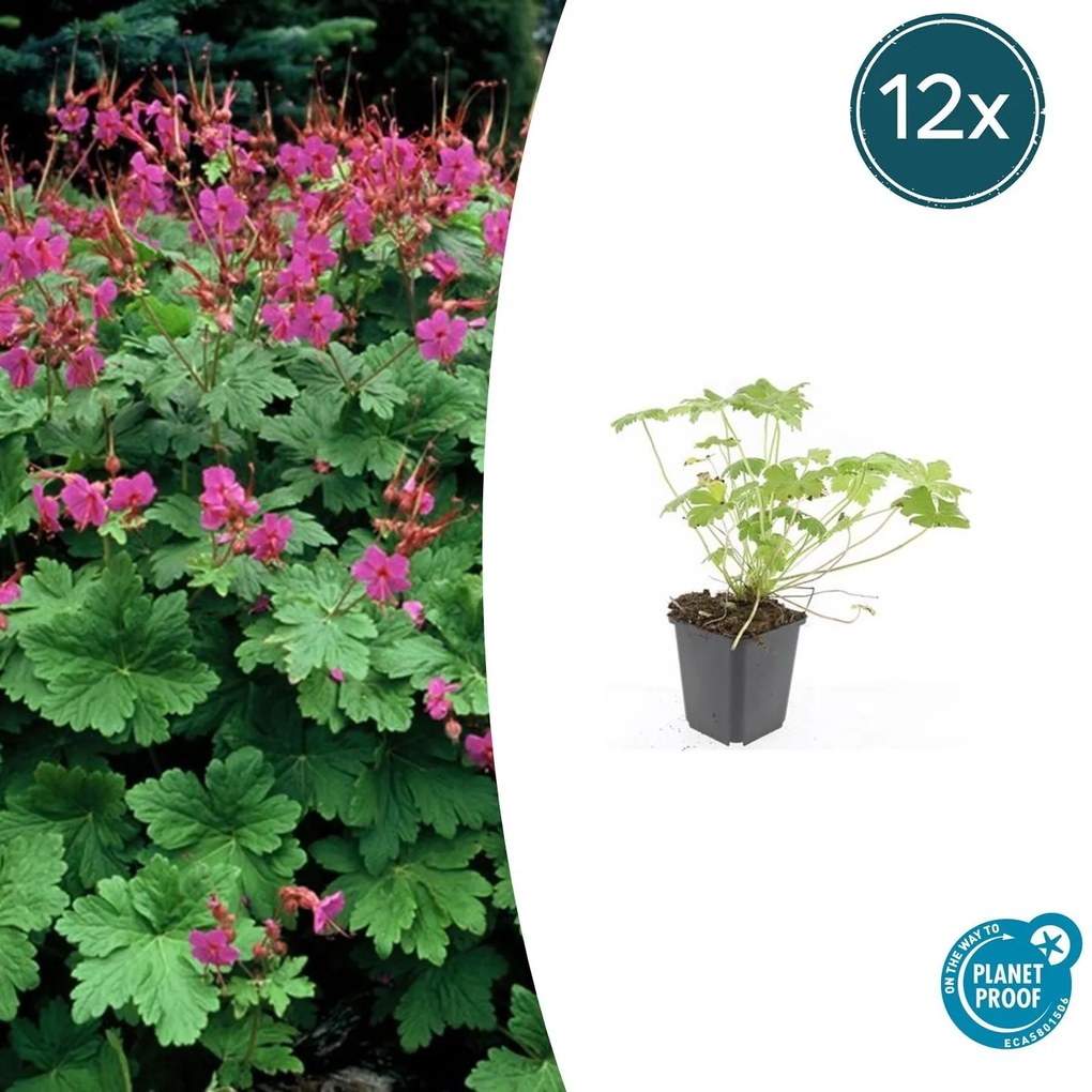 Geranium macrorrhizum 'Czakor' - 20cm