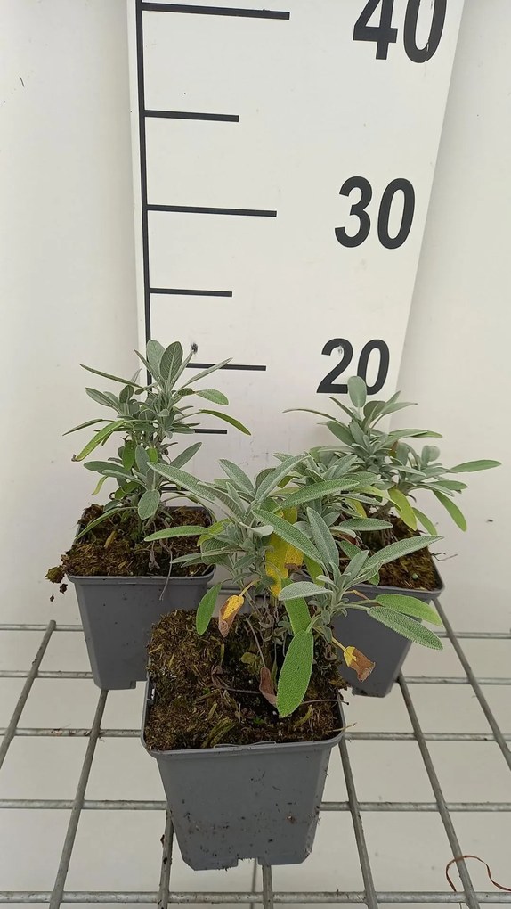 Salvia lavandulifolia - pot 9x9 cm -