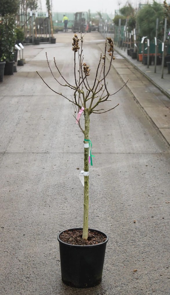 Hibiscus syriacus 'Hamabo' - pot 15L - halfstam boom