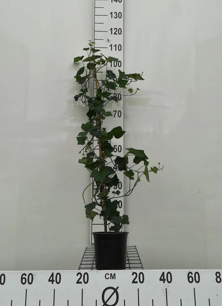 Hedera hibernica - pot - 100+ cm -