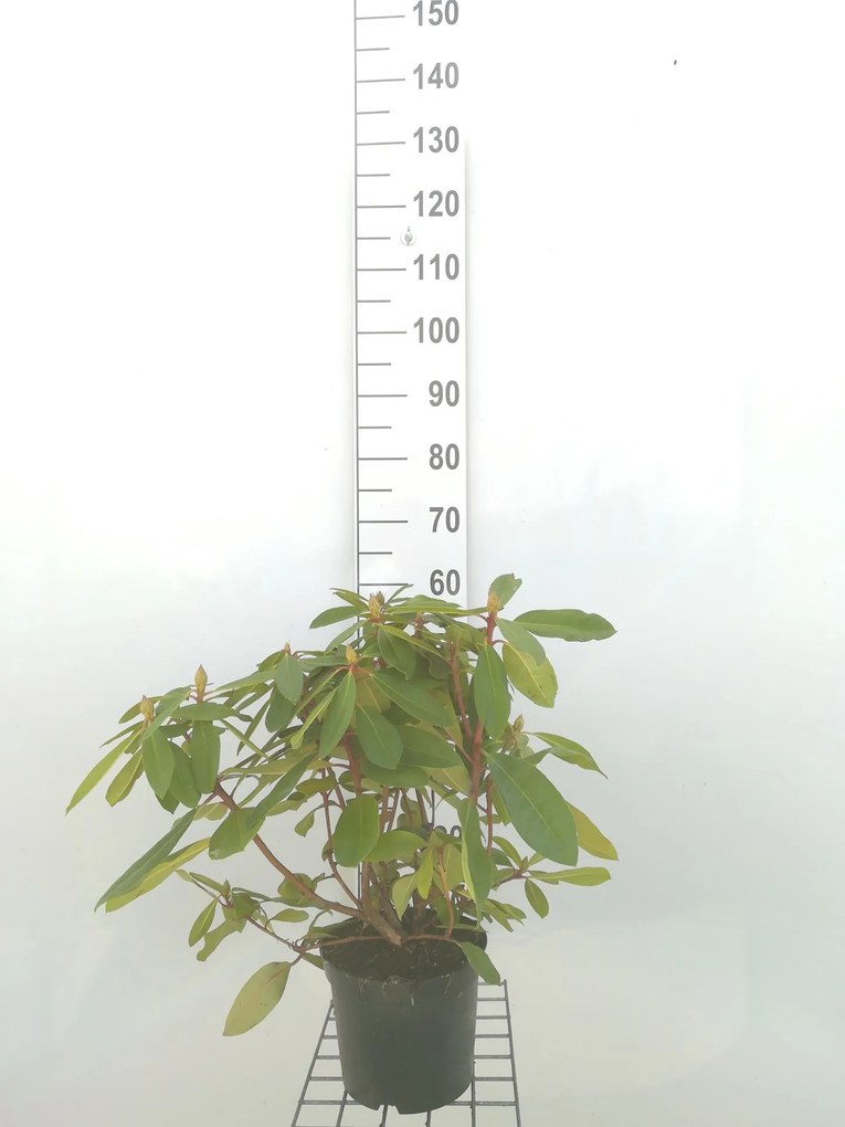 Rhododendron 'Eucharis' - pot - 40-50 cm