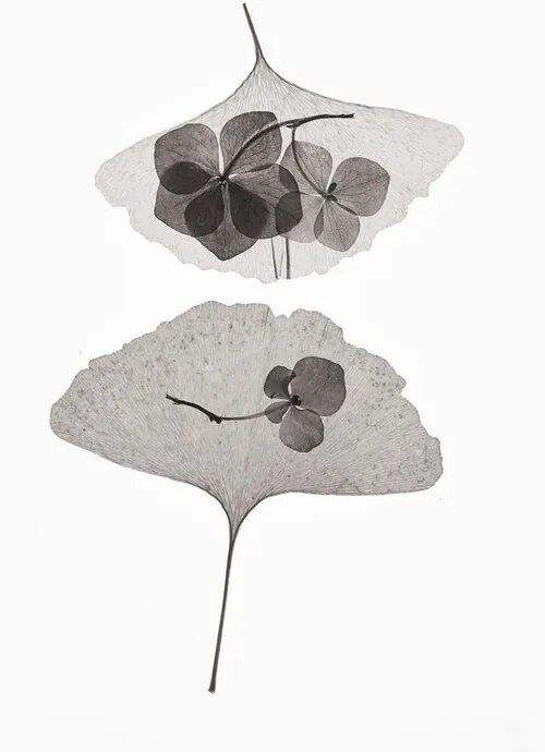 Foto Botanical 35, Lenka