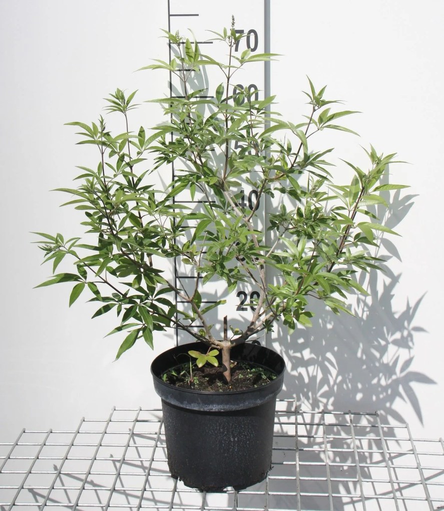 Vitex agnus-castus - pot - 30-40 cm -