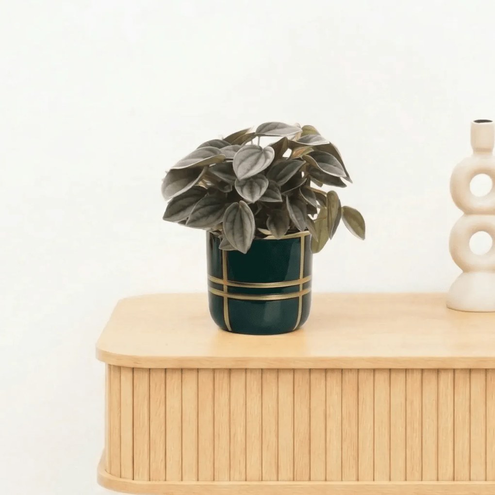 Bambino Napoli Nights - 10cm