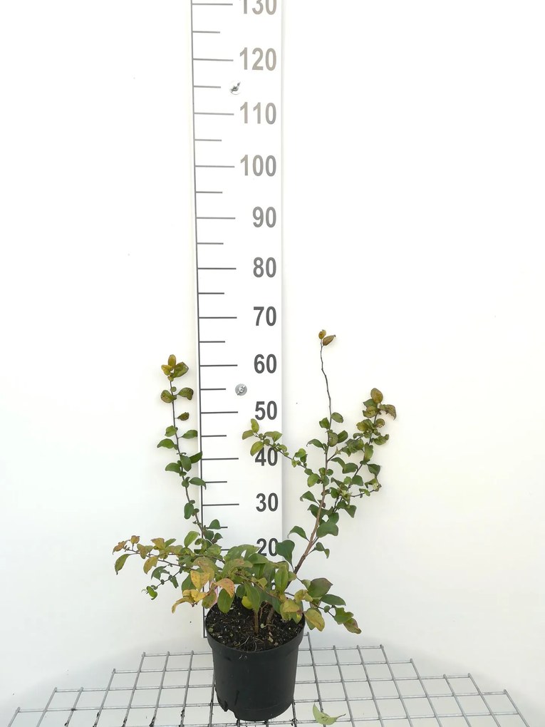 Chaenomeles x superba 'Pink Lady' - pot - 30-40 cm -