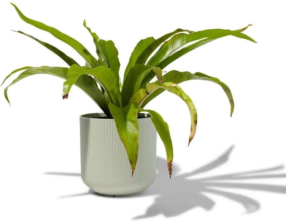 HEMA Bloempot Met Ribbels Ø18 Groen