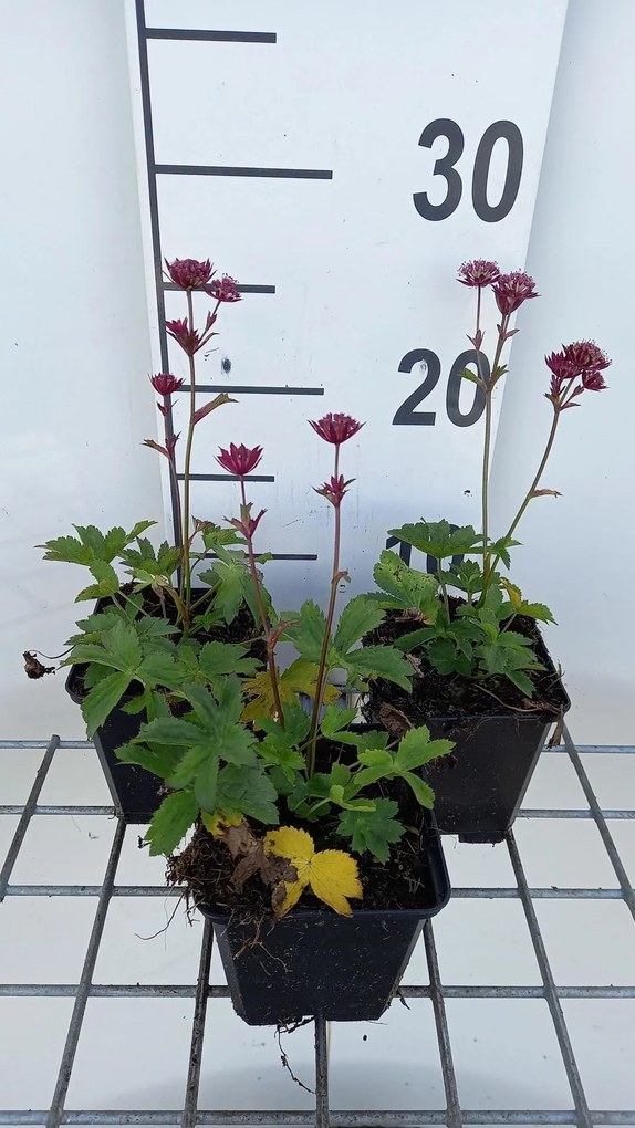 Astrantia major 'Star of Love' - pot 9x9 cm