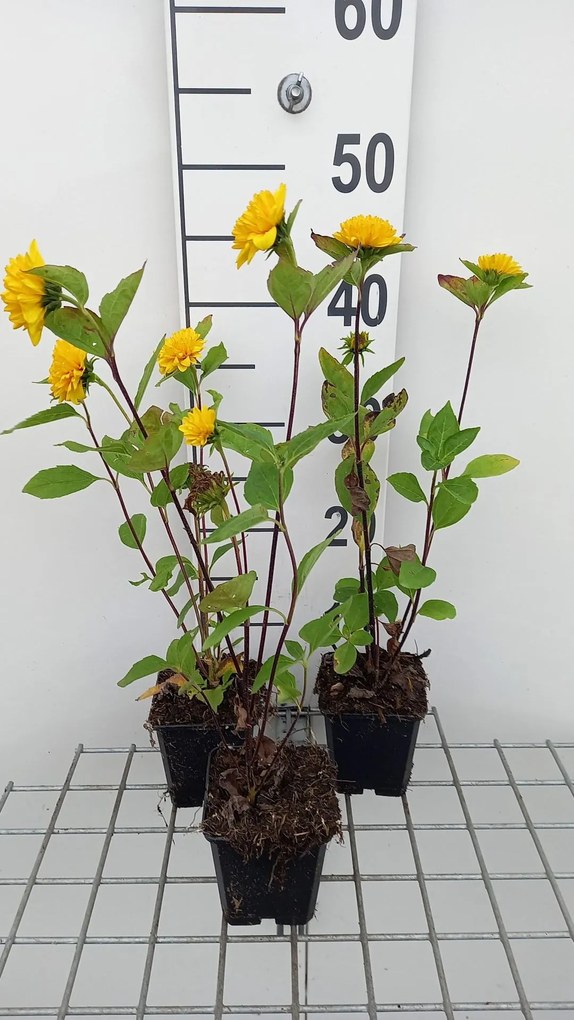 Helianthus decapetalus 'Soleil d'Or' - pot 9x9 cm -