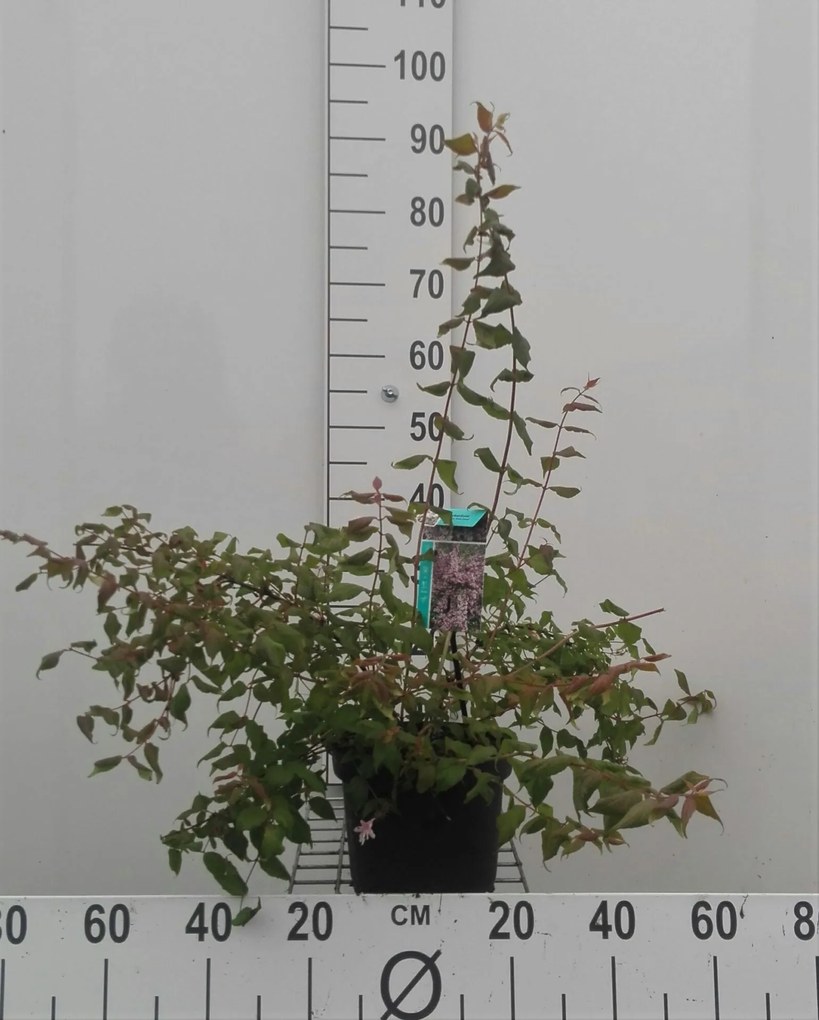 Kolkwitzia amabilis 'Pink Cloud' - pot - 30-50 cm