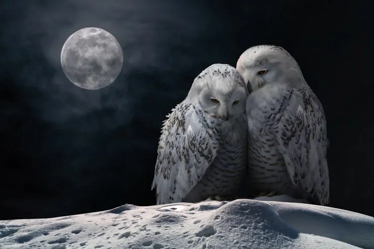 Foto MoonOwls, Marcel Egger