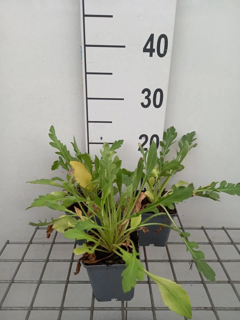 Gaillardia 'Burgunder' - pot 9x9 cm